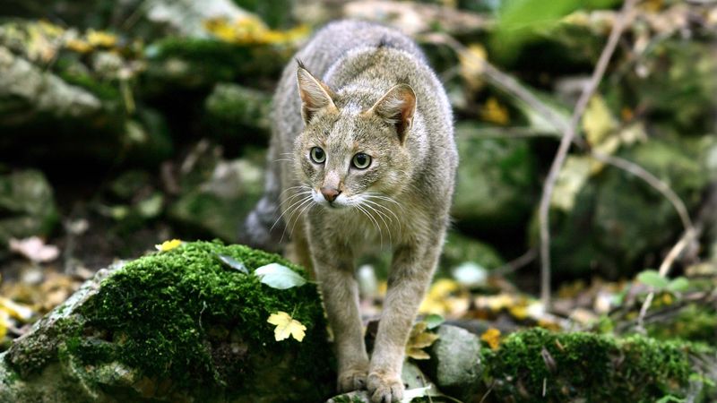 Jungle Cat
