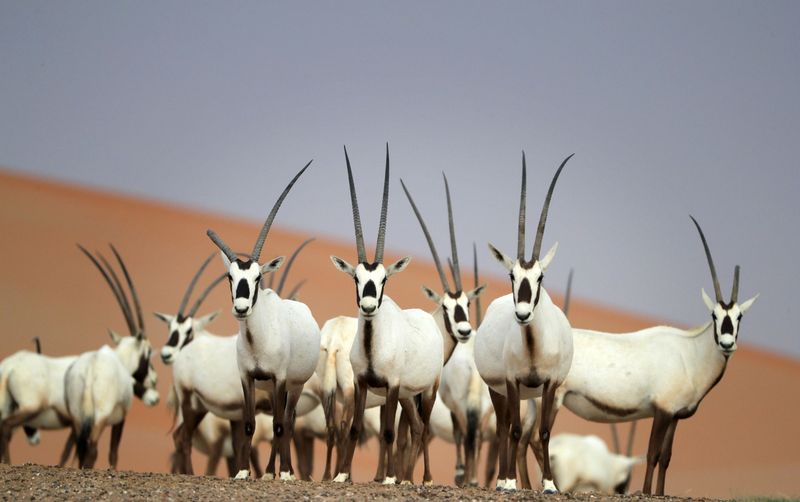 Arabian Oryx: Desert Phantom Returns