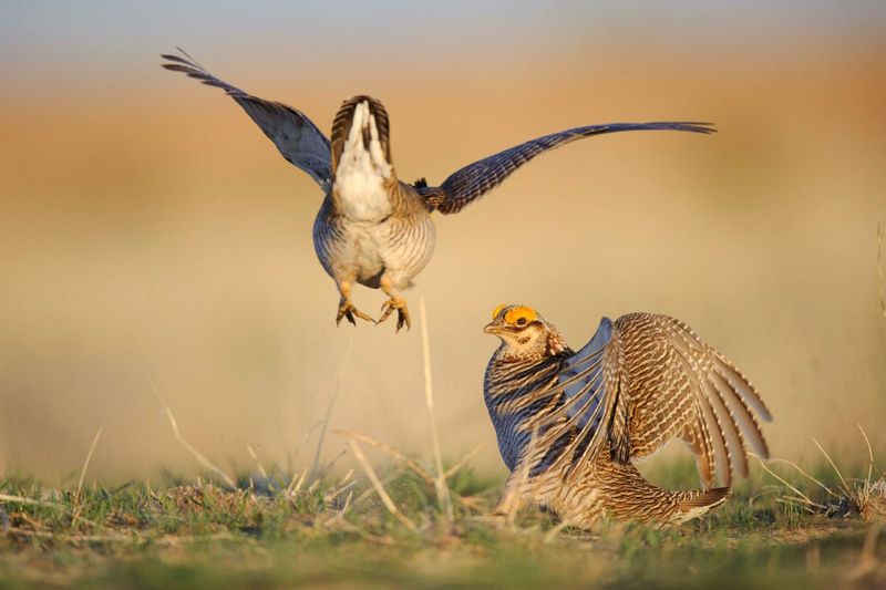Prairie Chicken