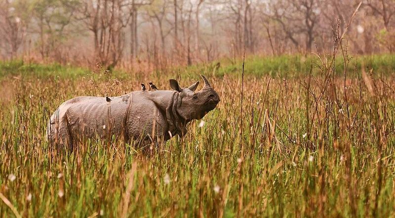 Indian Rhinos Reach Population Milestone
