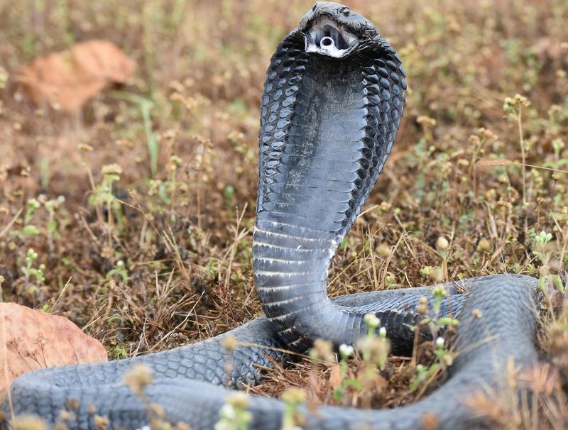 Black-necked Spitting Cobra
