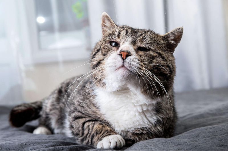 Senior Status Scares Away Adopters