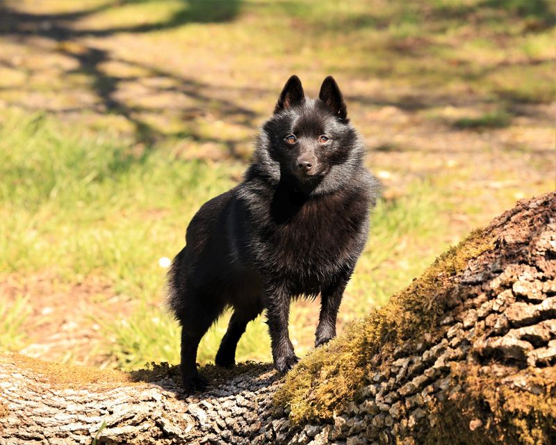 Schipperke