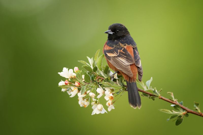 Orchard Oriole