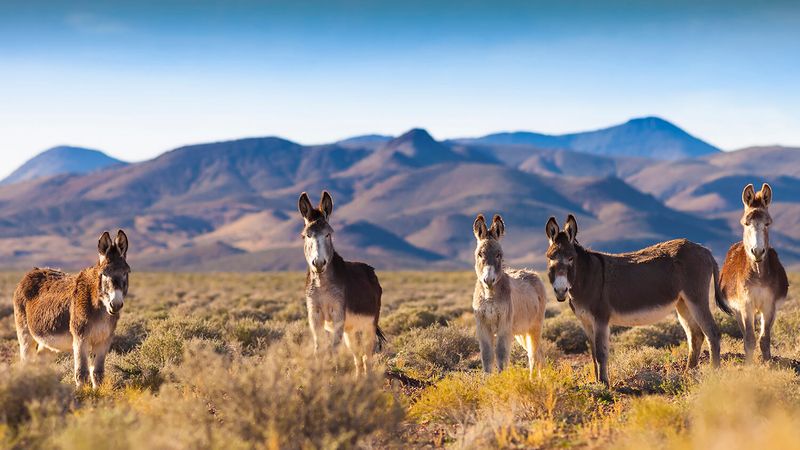 The Wild Burros Of The West