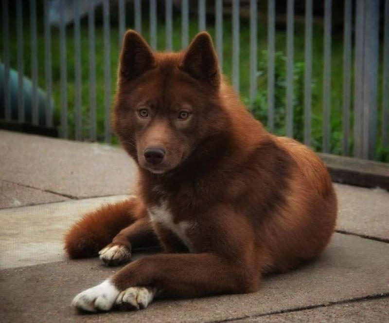 Cinnamon Husky