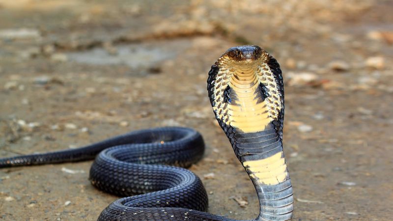 Black Necked Spitting Cobra: Venomous Marksman