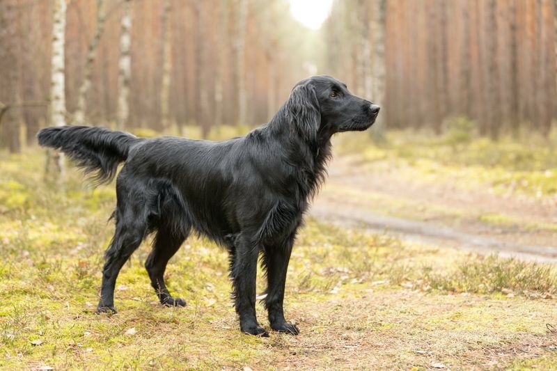 Flat-Coated Retriever