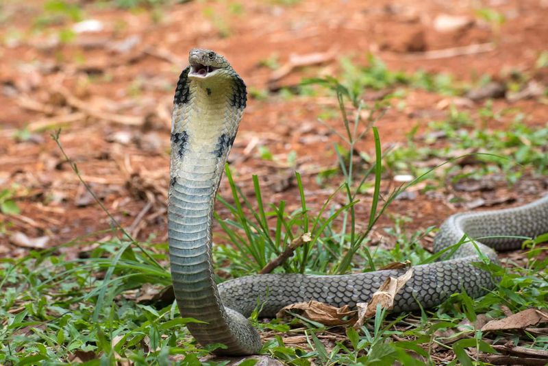 King Cobra – The Protective Parent