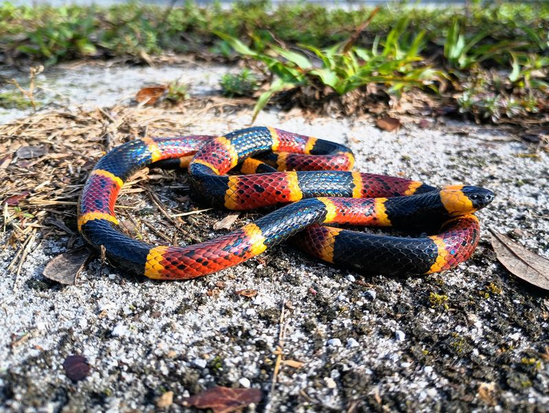 Coral Snake's Bright Colors Are A Warning For Its Deadly Neurotoxic Venom