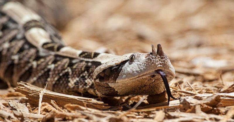 Gaboon Vipers