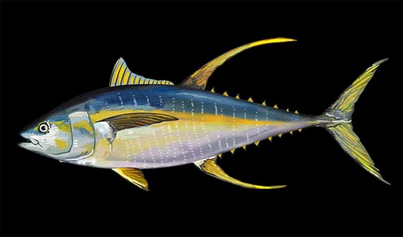 Yellowfin Tuna