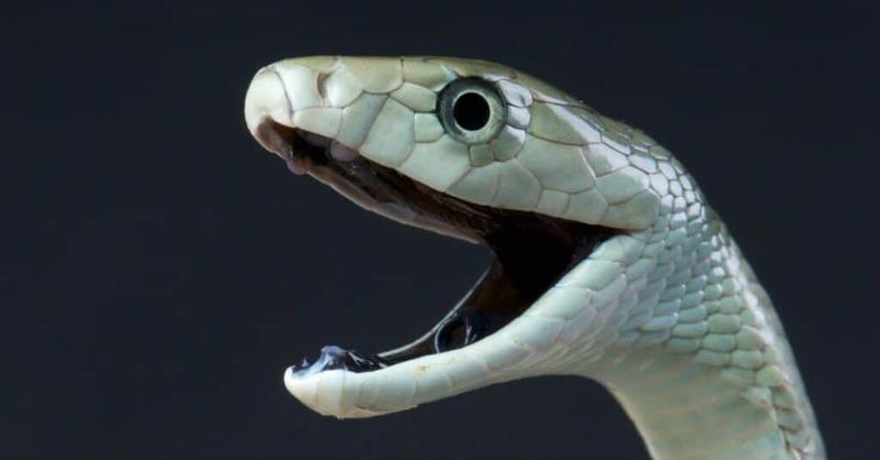 Black Mamba: Lightning Lethality