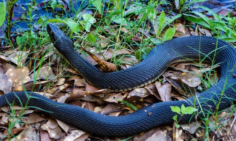 Louisiana Black Snake
