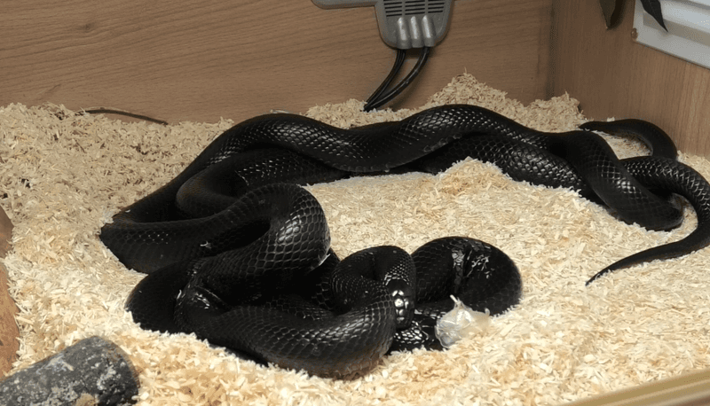 Mexican Black Kingsnake