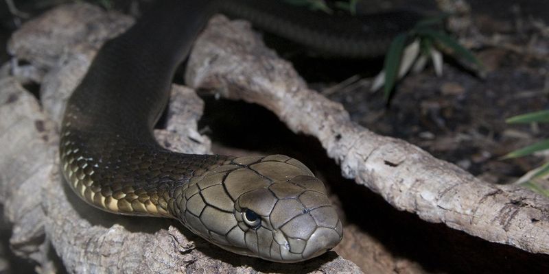Black Cobra: Hooded Executioner