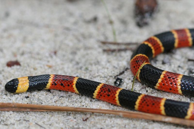 Eastern Coral Snake