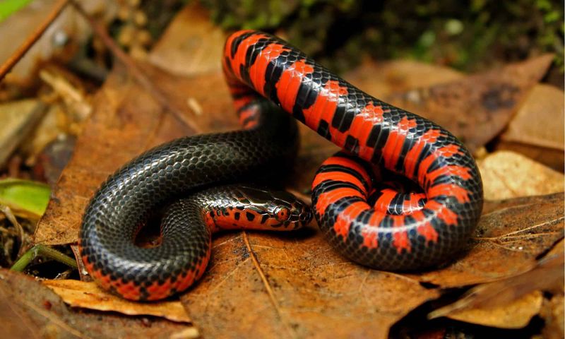 Western Mud Snake