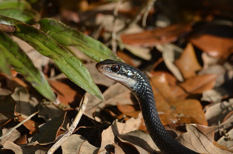 Southern Black Racer
