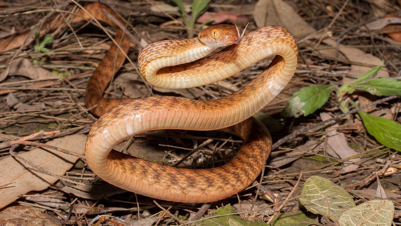 Brown Tree Snake
