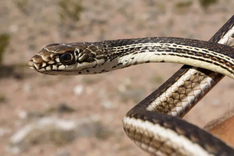 Whipsnake