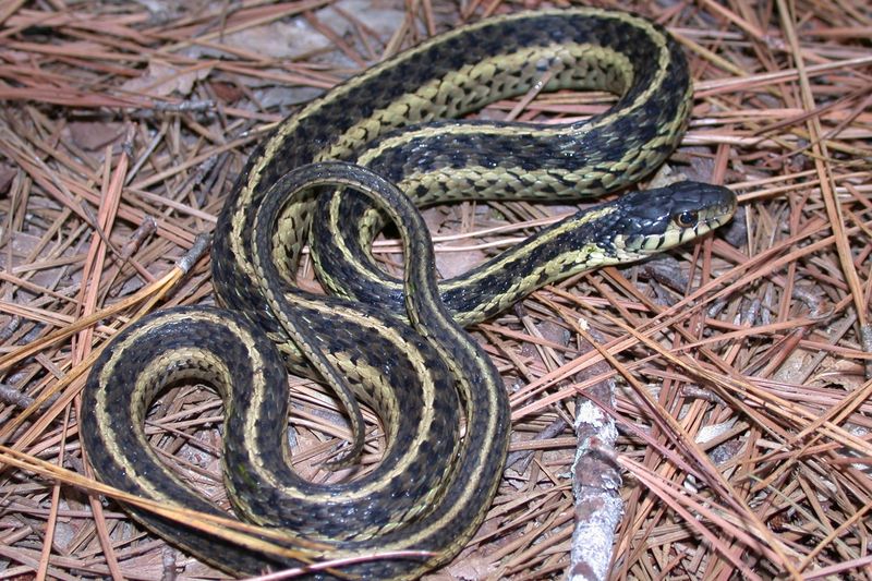 Eastern Garter Snake