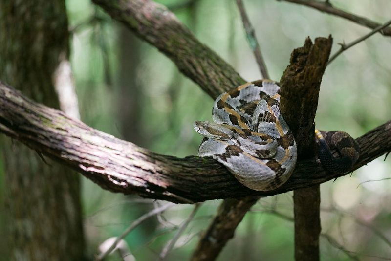 Timber Rattlesnake