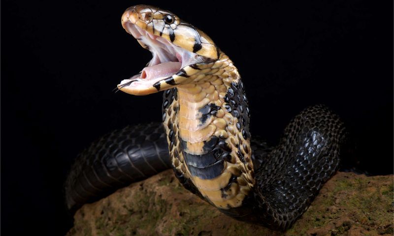 Black Forest Cobra