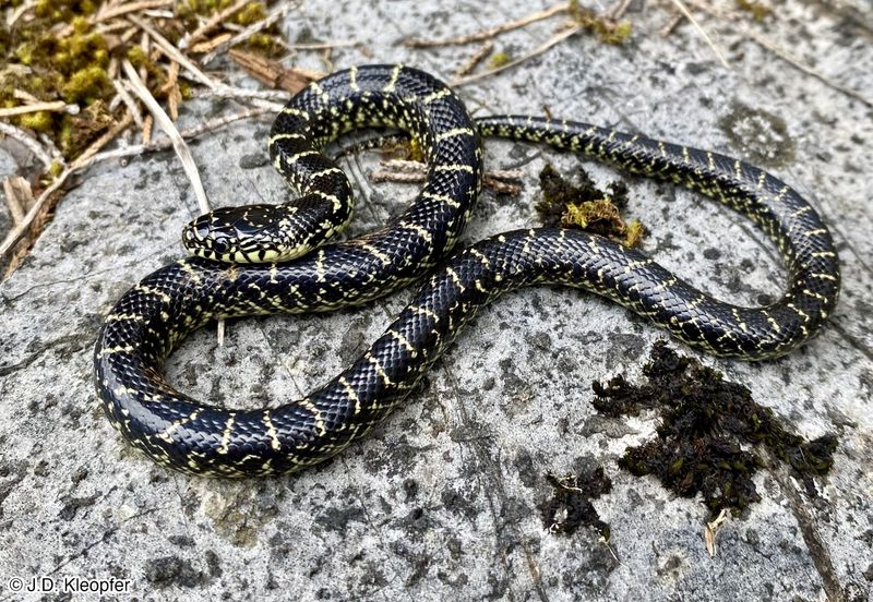 Eastern Black Kingsnake