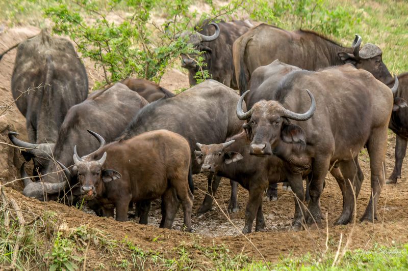 African Buffalo