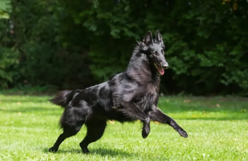 Belgian Sheepdog (Groenendael)