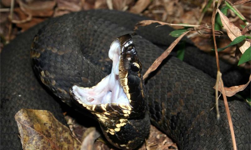 Cottonmouth (Water Moccasin)