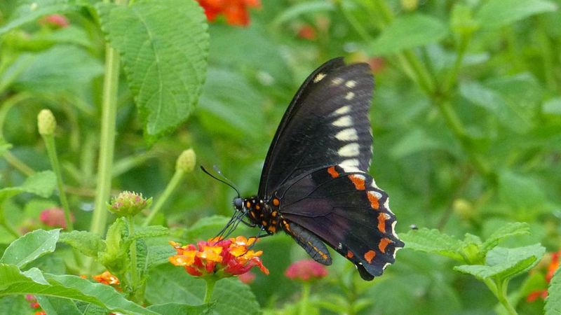 Swallowtail Butterflies: The Lookalikes With A Flare