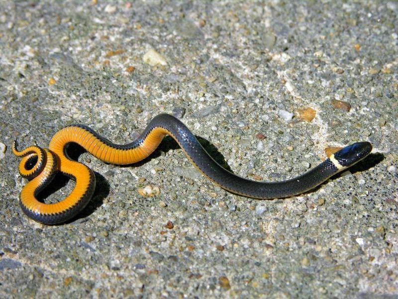 Ring-Necked Snake