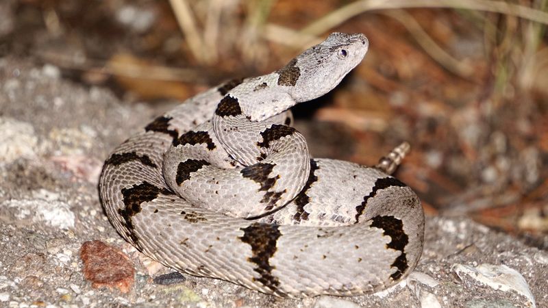 Banded Rock Rattlesnake (Crotalus Lepidus)