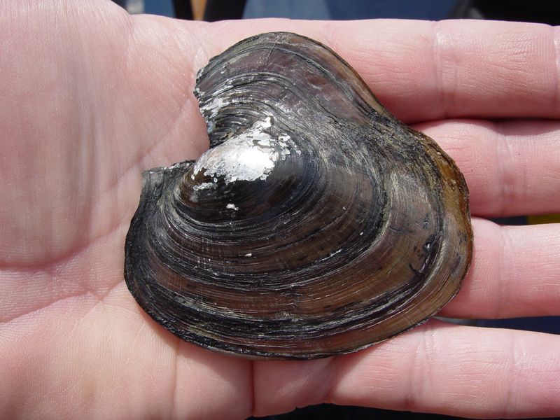 Inflated Heelsplitter Mussel