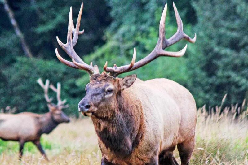 Roosevelt Elk: Deceptively Dangerous Giant