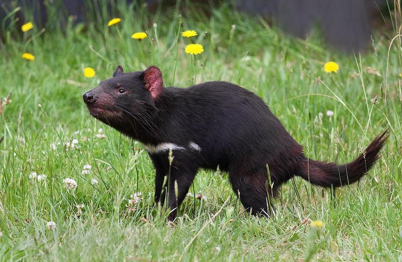 Tasmanian Devil: Midnight Scavenger