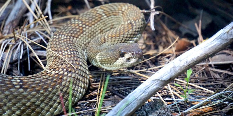 Pacific Rattlesnake: California's Venom Champion