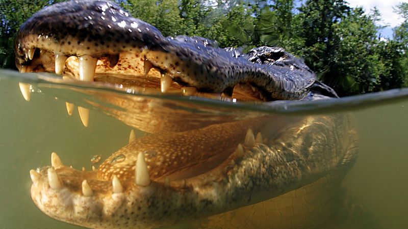 Alligators: Prehistoric Predators