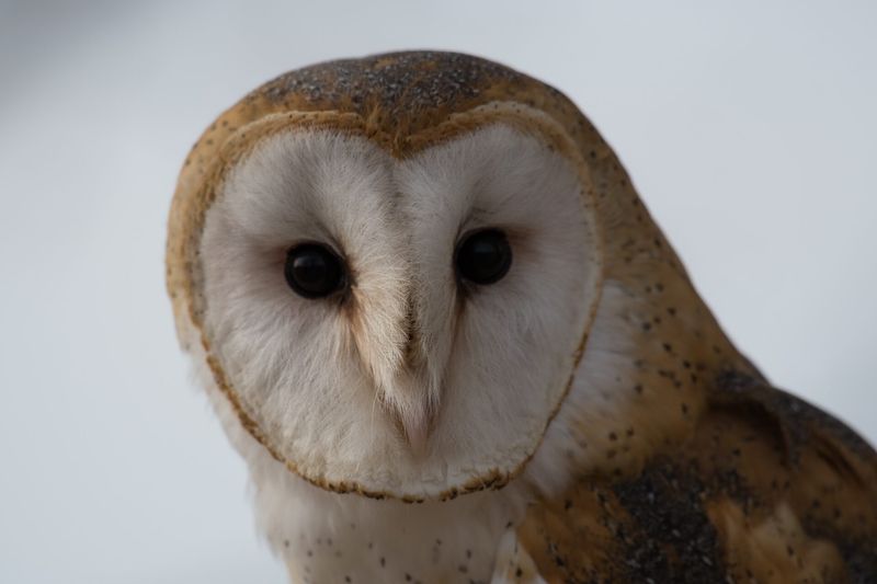 Barn Owl