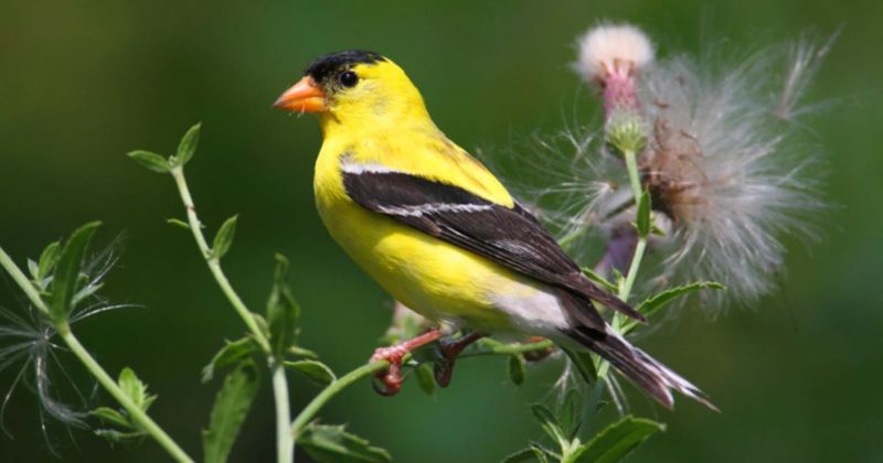 Goldfinch