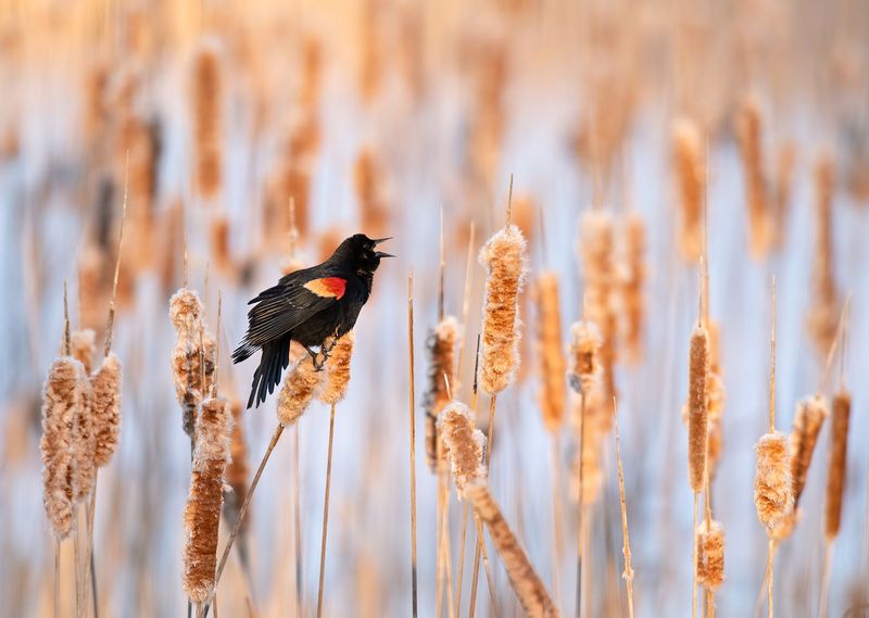Red-winged Blackbird - The Marsh Maestro