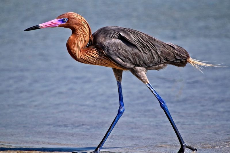 Reddish Egret – The Coastal Comedian