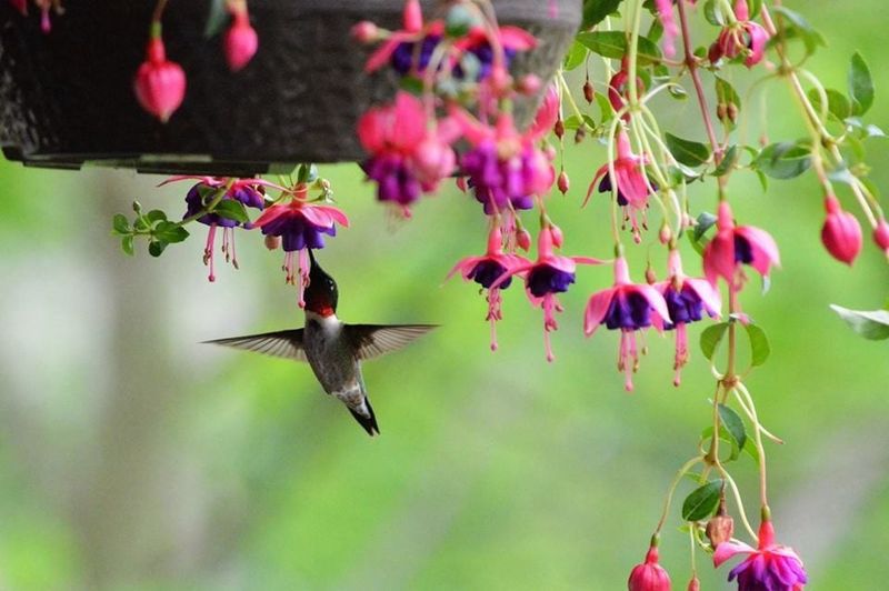 Fuchsia