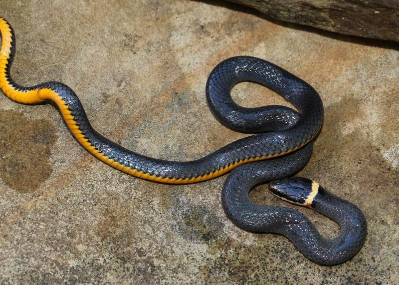 Ring-necked Snake