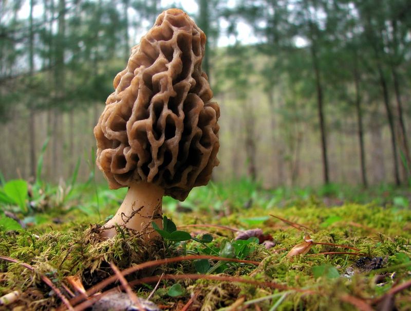 Mushrooms