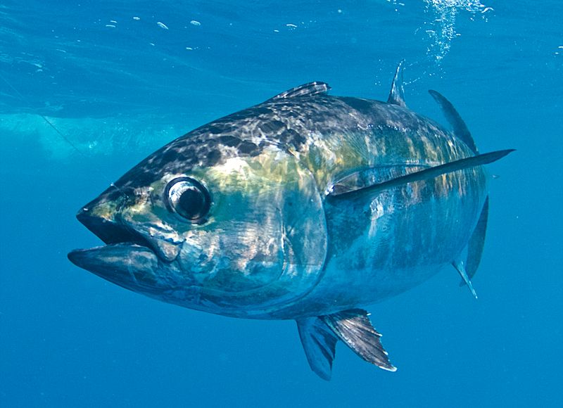 Blackfin Tuna