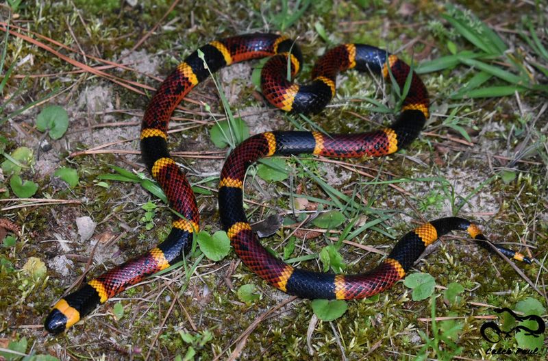 Texas Coral Snake