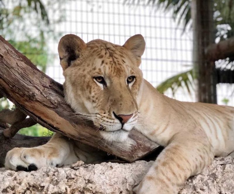 Liger (Lion + Tiger)
